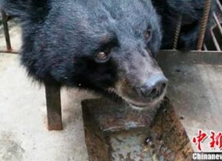 Depois de 2 anos, chinesa percebe que o cachorrinho que adotou, na verdade era um urso