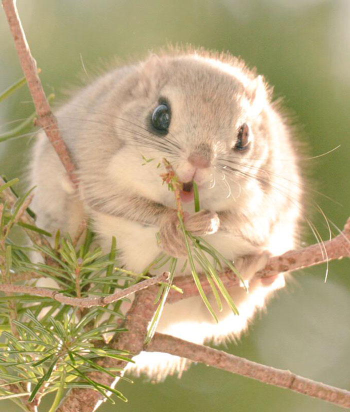 revistacarpediem.com - Esses esquilos voadores japoneses provavelmente são os animais mais fofos do mundo