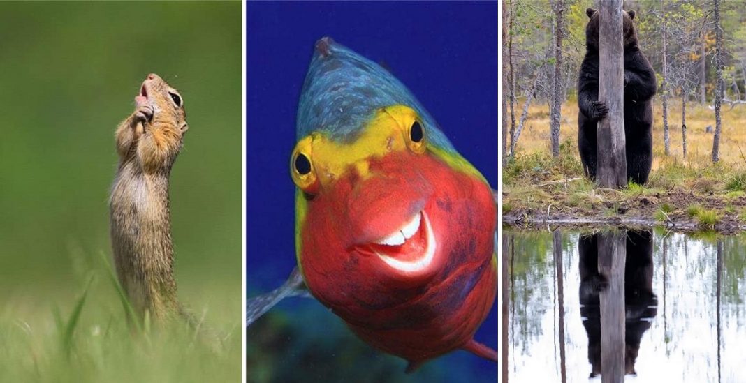 Finalistas do Prêmio de Fotografia de Vida Selvagem de Comédia são anunciados e as fotos são surpreendentes