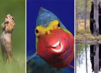 Finalistas do Prêmio de Fotografia de Vida Selvagem de Comédia são anunciados e as fotos são surpreendentes