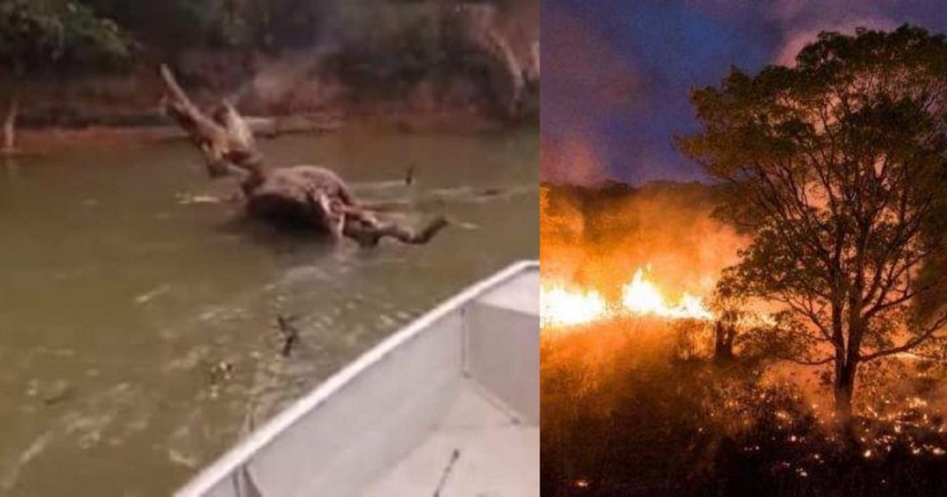 Homem encontra anta queimada no Pantanal e seu desabafo emocionado é tocante