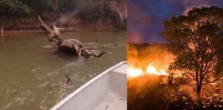 Homem encontra anta queimada no Pantanal e seu desabafo emocionado é tocante