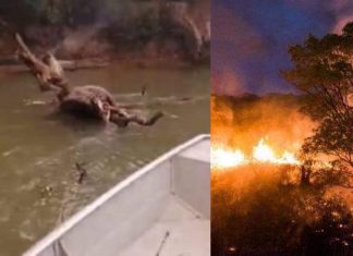 Homem encontra anta queimada no Pantanal e seu desabafo emocionado é tocante