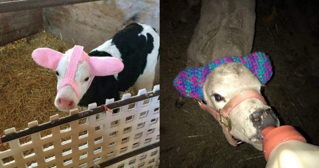 Bezerros recém nascidos estão ganhando protetores de ouvido para protegê-los do frio