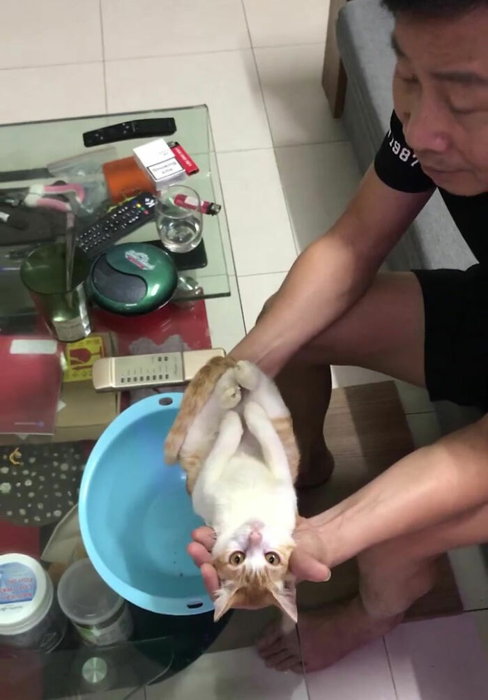 revistacarpediem.com - Futuro vovô manda vídeo dando banho em gato para ensinar seu filho a dar banho no bebê