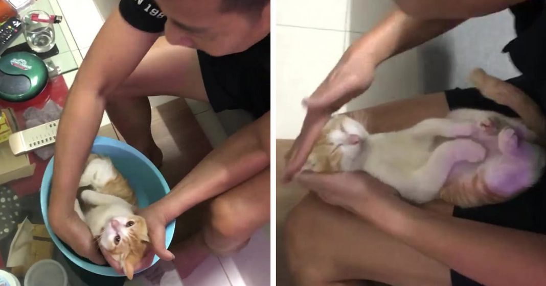 Futuro vovô manda vídeo dando banho em gato para ensinar seu filho a dar banho no bebê