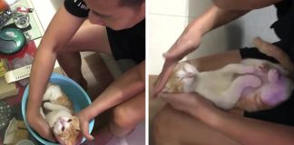 Futuro vovô manda vídeo dando banho em gato para ensinar seu filho a dar banho no bebê