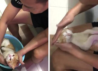 Futuro vovô manda vídeo dando banho em gato para ensinar seu filho a dar banho no bebê