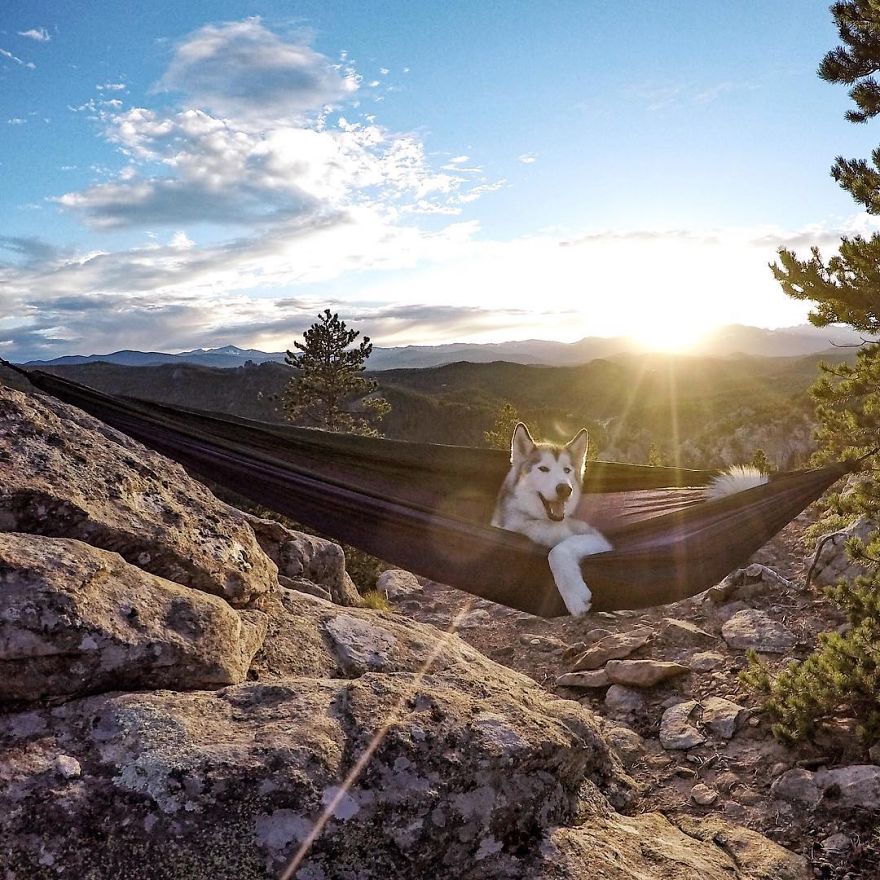 revistacarpediem.com - "Eu levo meu cão-lobo em aventuras épicas porque eu odeio ver cães presos"