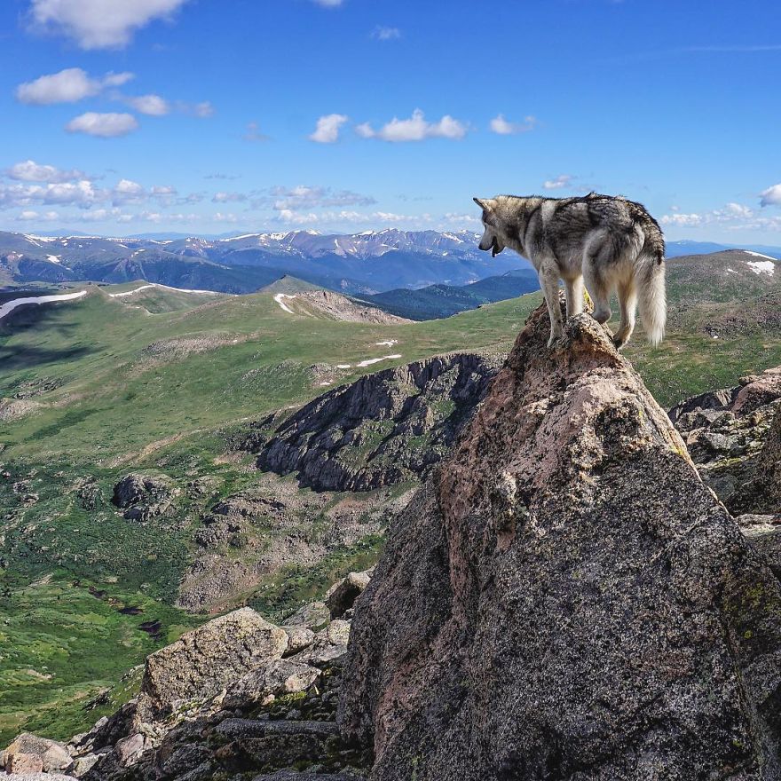 revistacarpediem.com - "Eu levo meu cão-lobo em aventuras épicas porque eu odeio ver cães presos"