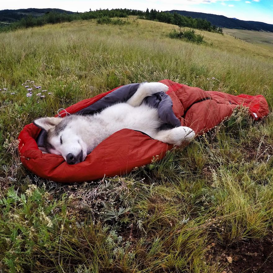 revistacarpediem.com - "Eu levo meu cão-lobo em aventuras épicas porque eu odeio ver cães presos"