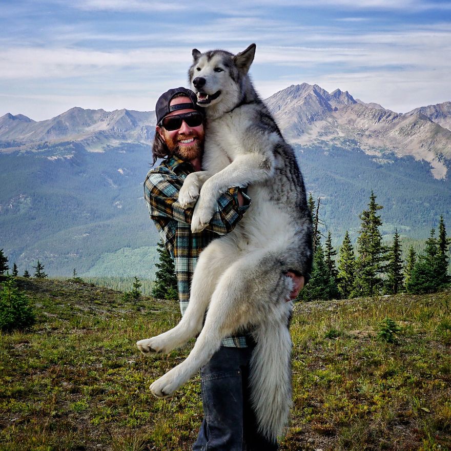 Loki the Wolfdog3  880 - "Eu levo meu cão-lobo em aventuras épicas porque eu odeio ver cães presos"