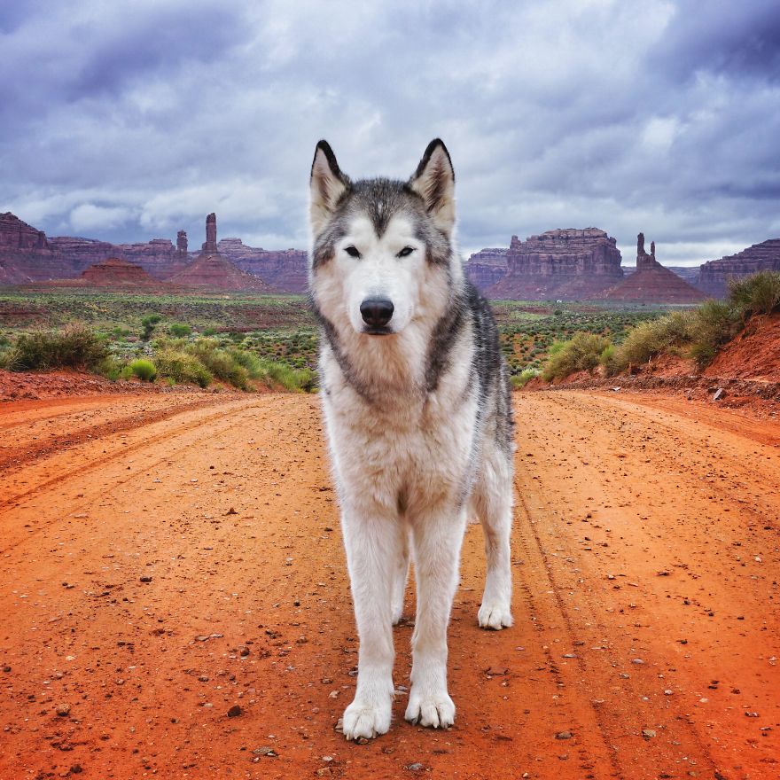 revistacarpediem.com - "Eu levo meu cão-lobo em aventuras épicas porque eu odeio ver cães presos"