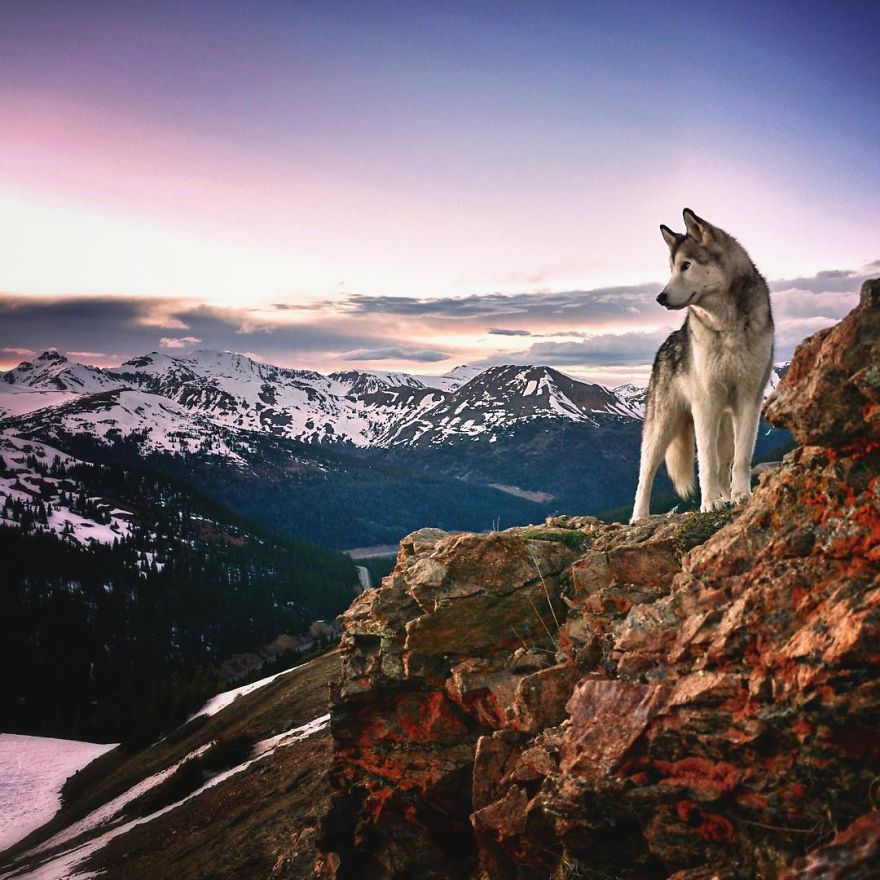 revistacarpediem.com - "Eu levo meu cão-lobo em aventuras épicas porque eu odeio ver cães presos"