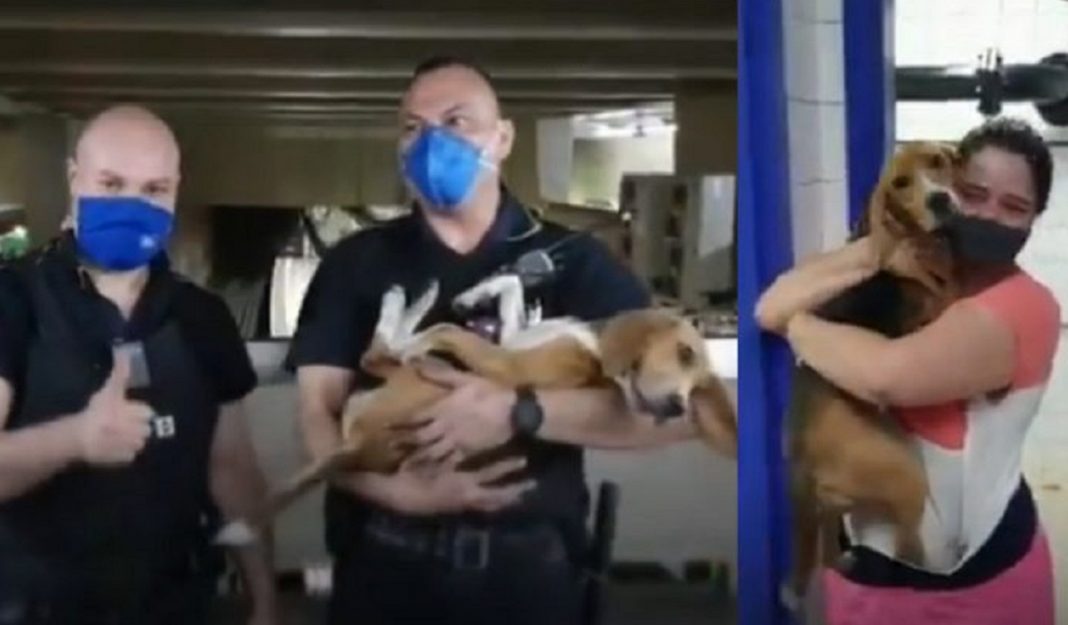 Funcionários param metrô para salvar cachorrinha que caiu nos trilhos: veja o vídeo