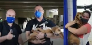 Funcionários param metrô para salvar cachorrinha que caiu nos trilhos: veja o vídeo