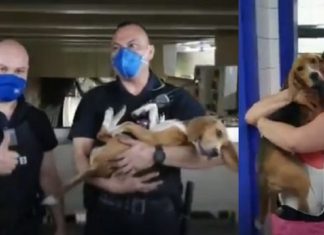 Funcionários param metrô para salvar cachorrinha que caiu nos trilhos: veja o vídeo