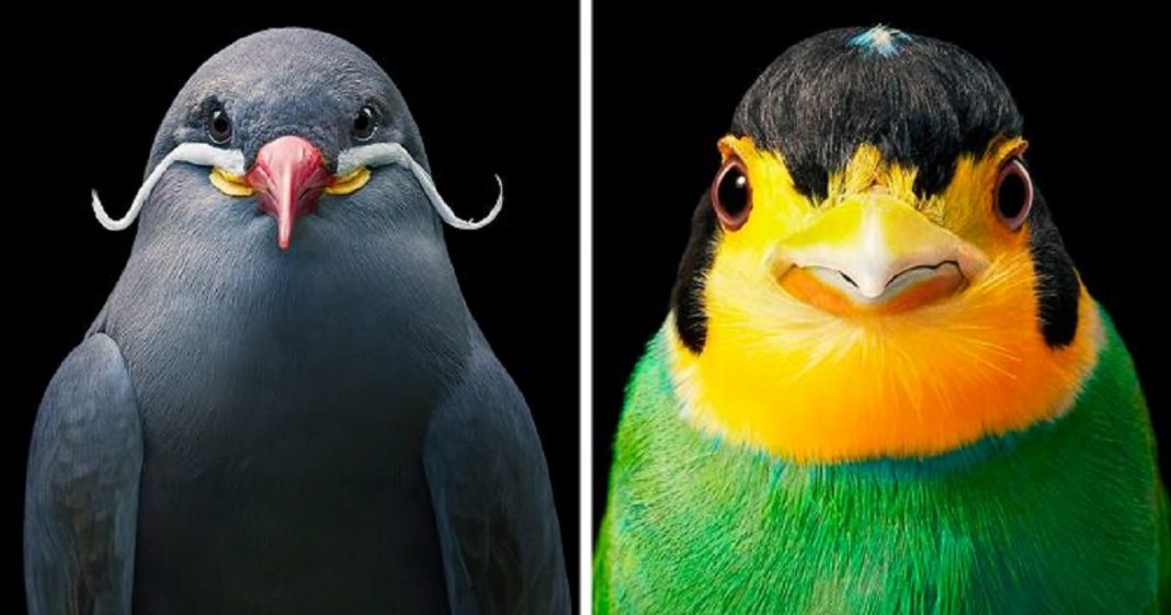 Aqui estão 10 incríveis pássaros raros ameaçados de extinção