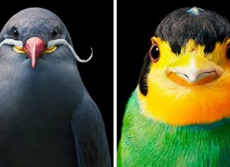 Aqui estão 10 incríveis pássaros raros ameaçados de extinção