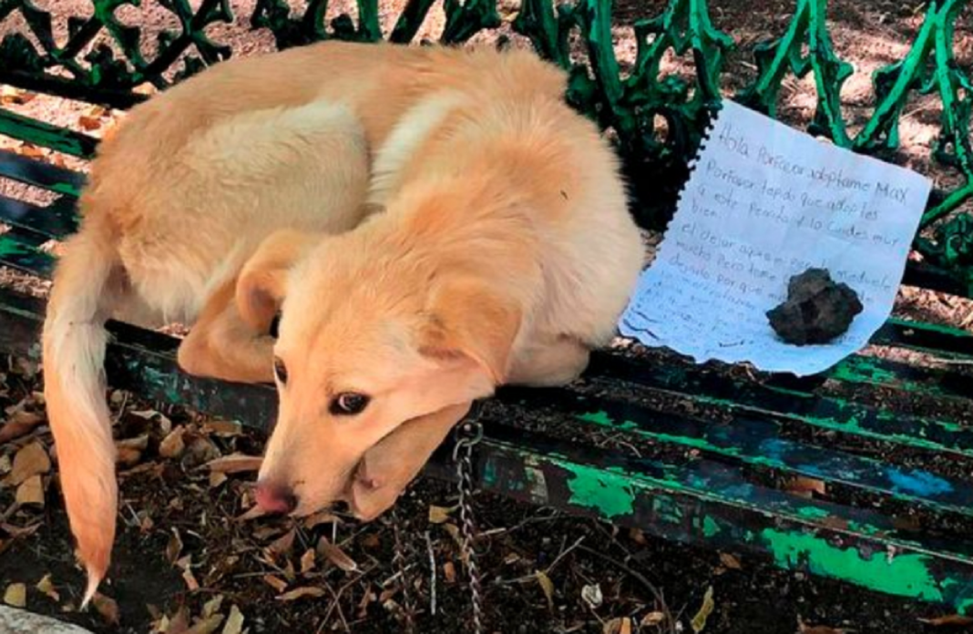 Cão foi encontrado em banco de um parque com bilhete de partir o coração