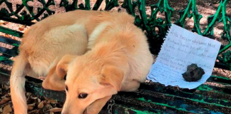 Cão foi encontrado em banco de um parque com bilhete de partir o coração