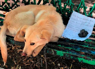 Cão foi encontrado em banco de um parque com bilhete de partir o coração