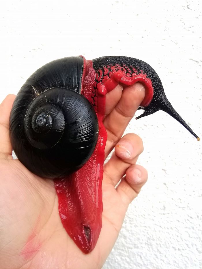 revistacarpediem.com - Conheça o caracol de fogo, considerado o vampiro no mundo das lesmas