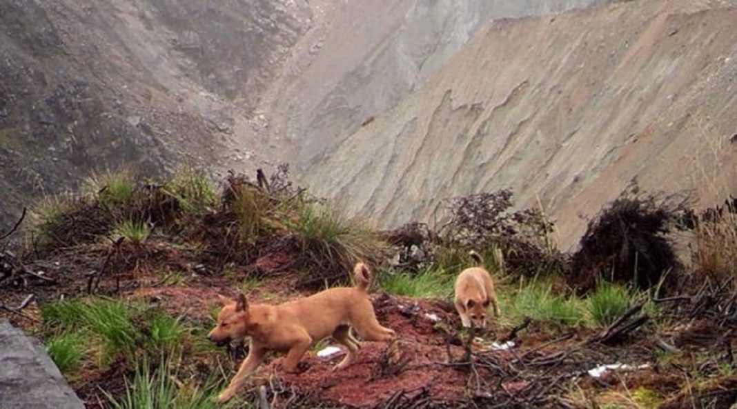 O cachorro mais antigo e raro do mundo é encontrado na natureza