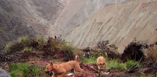 O cachorro mais antigo e raro do mundo é encontrado na natureza