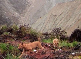 O cachorro mais antigo e raro do mundo é encontrado na natureza