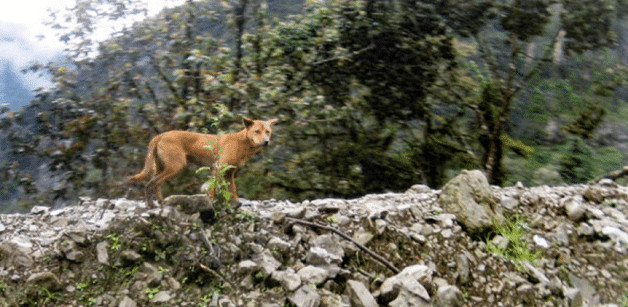 revistacarpediem.com - O cachorro mais antigo e raro do mundo &eacute; encontrado na natureza