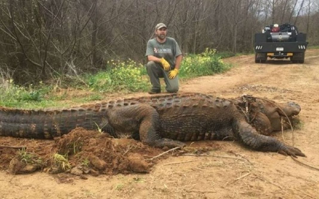 Jacaré com mais de 300 kg foi encontrado à beira do lago e espanta moradores