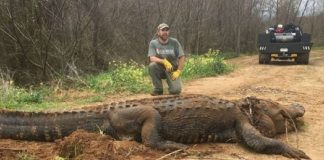 Jacaré com mais de 300 kg foi encontrado à beira do lago e espanta moradores