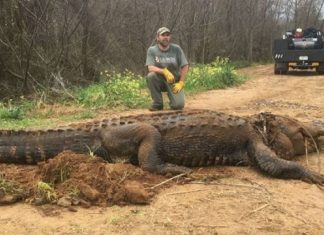 Jacaré com mais de 300 kg foi encontrado à beira do lago e espanta moradores