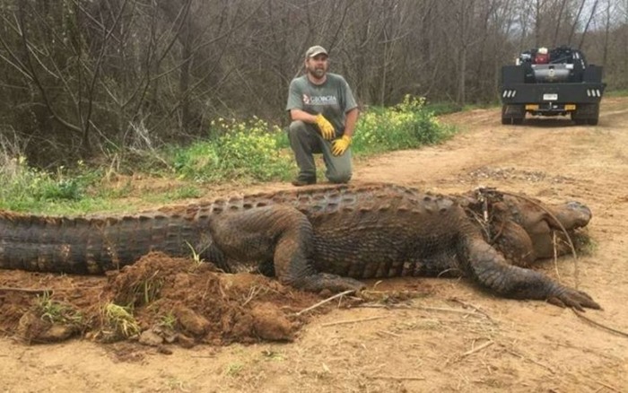 revistacarpediem.com - Jacaré com mais de 300 kg foi encontrado à beira do lago e espanta moradores