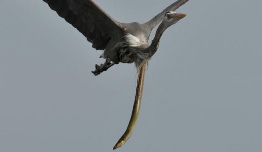 Fotógrafo capta momento exato que enguia escapa de dentro de garça