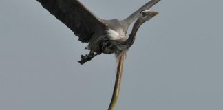 Fotógrafo capta momento exato que enguia escapa de dentro de garça