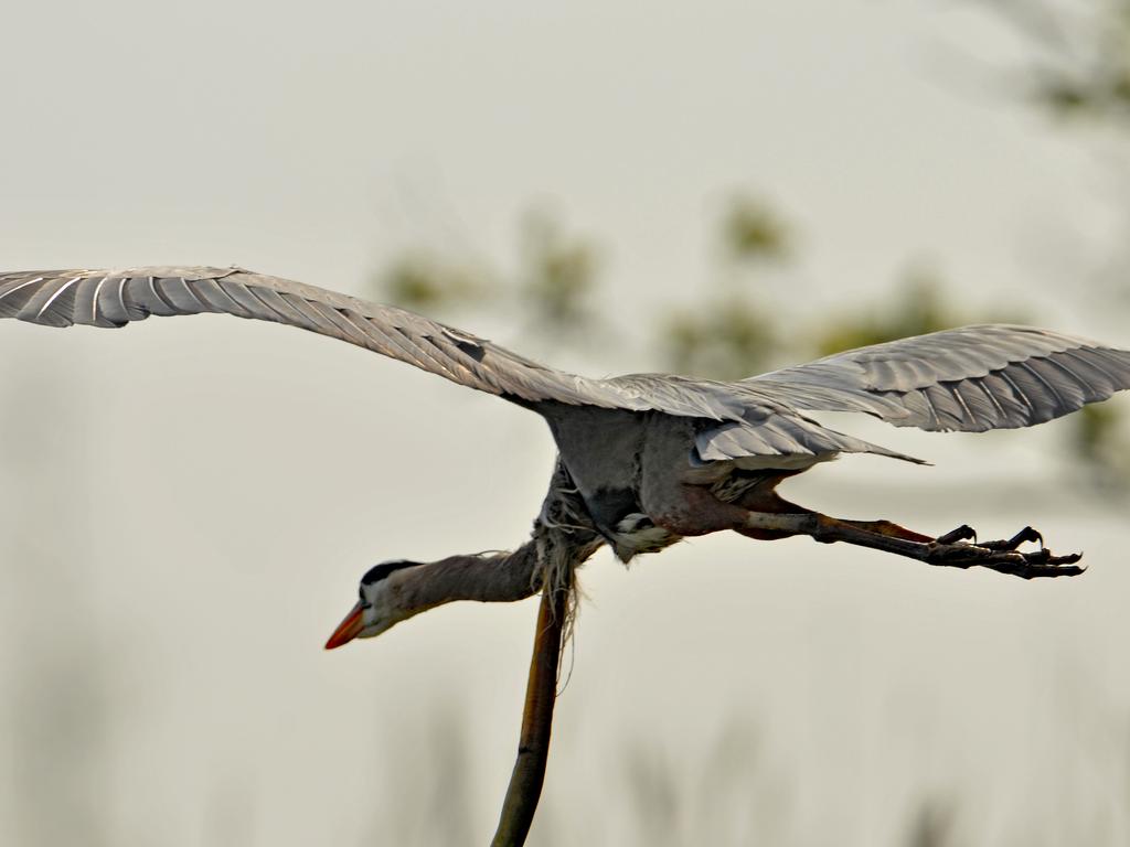 revistacarpediem.com - Fotógrafo capta momento exato que enguia escapa de dentro de garça