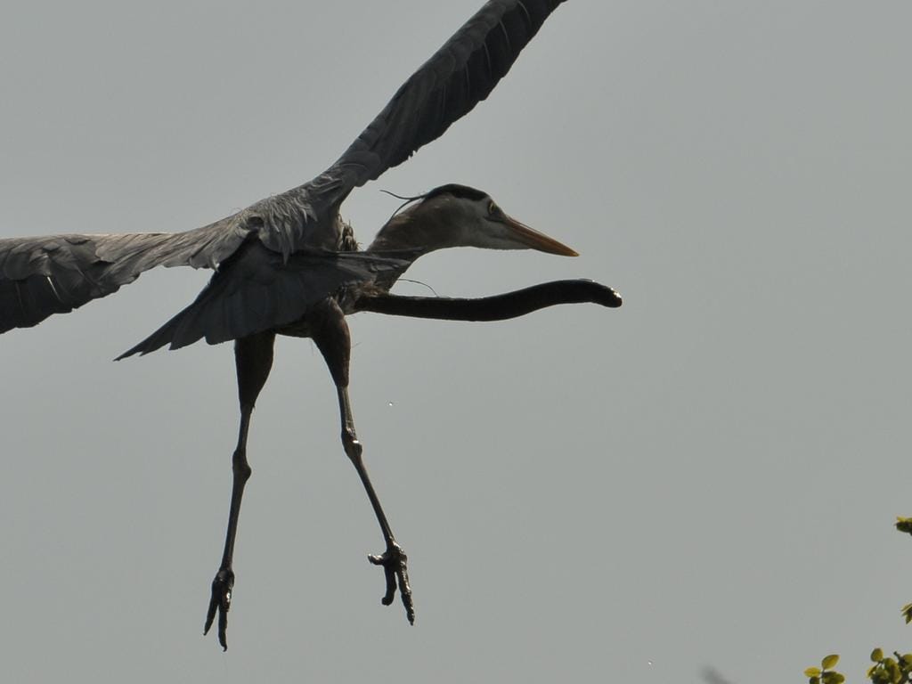 revistacarpediem.com - Fotógrafo capta momento exato que enguia escapa de dentro de garça