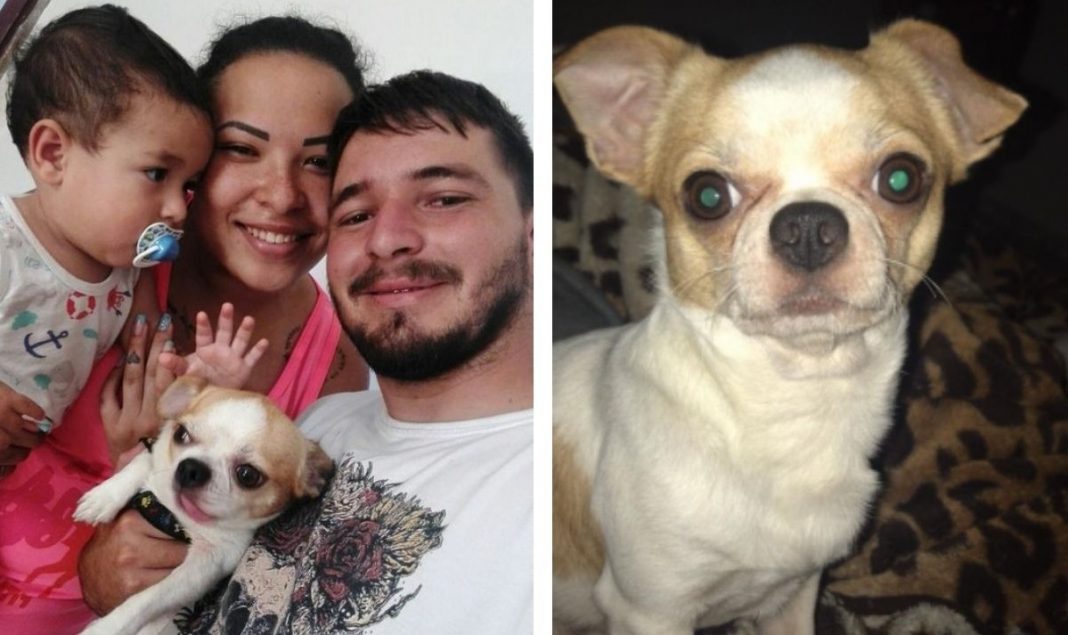 Família reencontra cachorro e mulher que achou recusa carro como recompensa