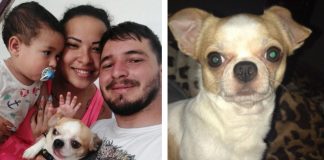 Família reencontra cachorro e mulher que achou recusa carro como recompensa