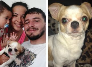 Família reencontra cachorro e mulher que achou recusa carro como recompensa