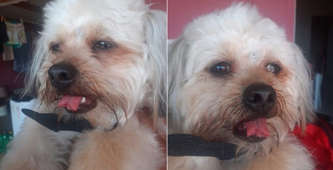 Mulher faz boletim após seu cão retornar de tosa com língua cortada em Quatá