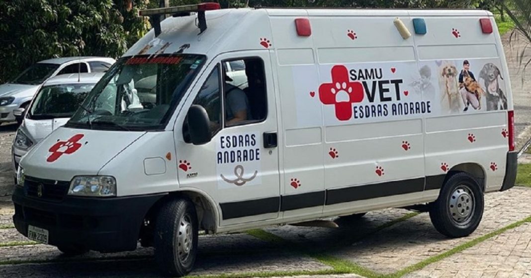 Van que levava 70 gatos resgatados e dois voluntários é roubada em estrada