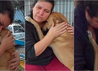 Cãozinho se emociona com aproximação carinhosa de mulher e recusa comida para abraçá-la