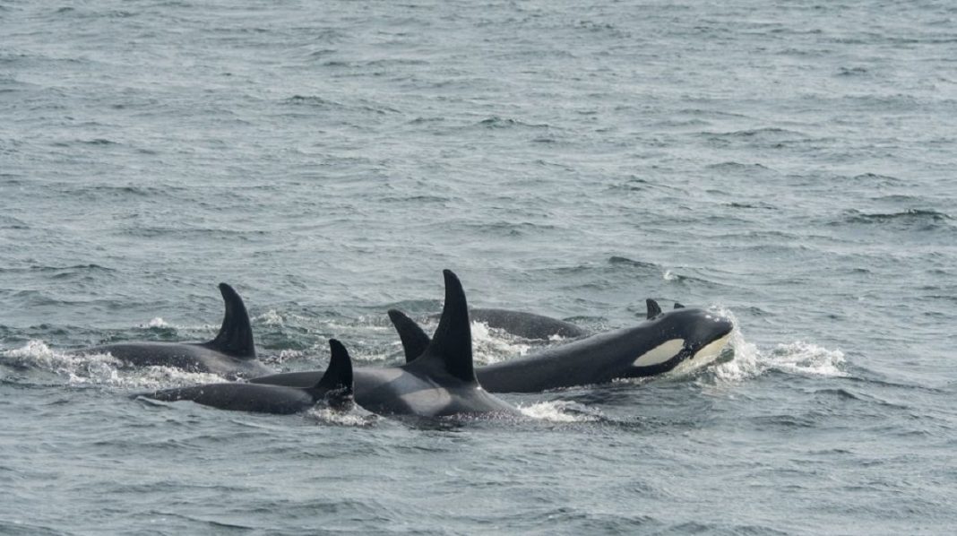 Baleias orcas atacam embarcações na Europa e causam terror: ‘Foi assustador’