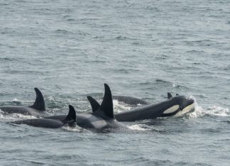 Baleias orcas atacam embarcações na Europa e causam terror: ‘Foi assustador’
