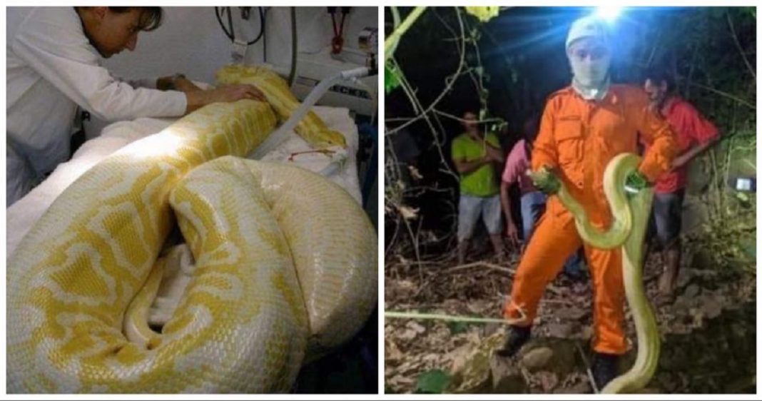 ‘Estressada’, píton albina medindo 4 metros assusta moradores no Ceará