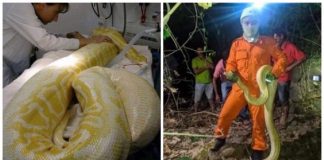 ‘Estressada’, píton albina medindo 4 metros assusta moradores no Ceará