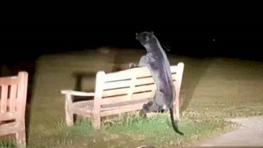 Polícia busca pantera negra de quase dois metros solta em parque e faz uma descoberta surpreendente